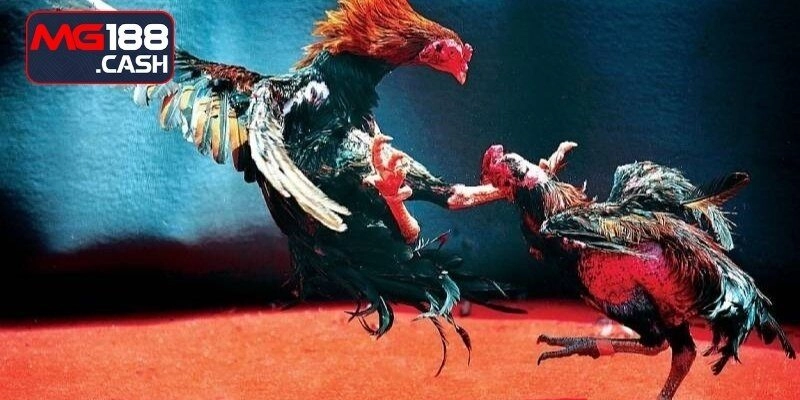 Lý do nào khiến đá gà cựa sắt hấp dẫn?